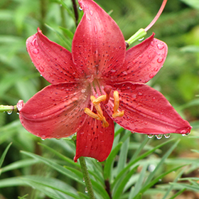 Velvet Lily