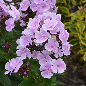 Plant Photo 1