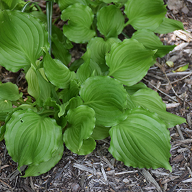 Plant Photo 4
