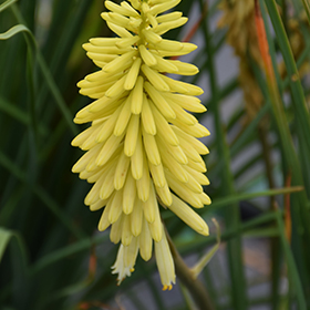 Plant Photo 7