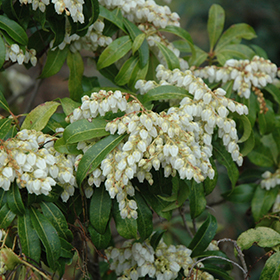 Plant Photo 8