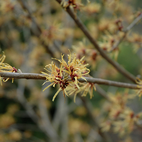 Plant Photo 5