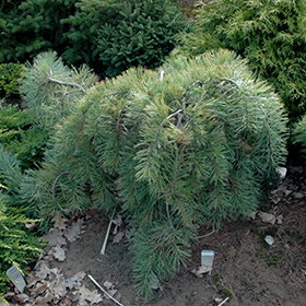 Western White Pine, Pinus monticola