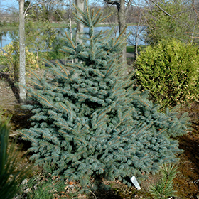 Eric Frahm Blue Colorado Spruce (Picea Frahm') in Drums Mountaintop Wilkes-Barre Hazleton Whitehaven Pennsylvania at Beechwood Gardens