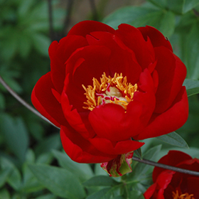 Plant Photo 9