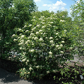 Plant Photo 7