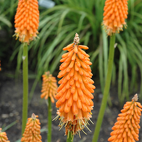 Plant Photo 2