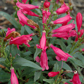 Plant Photo 8