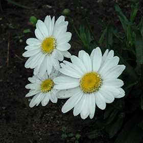 Plant Photo 2