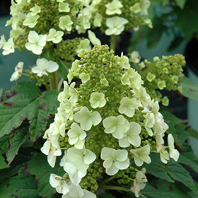 Plant Photo 8