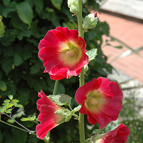 Hollyhock (Alcea rosea)