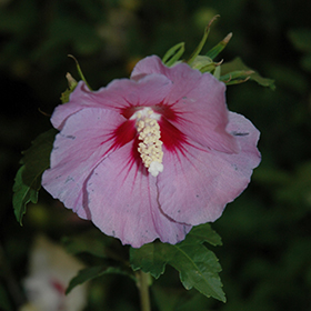 Plant Photo 2