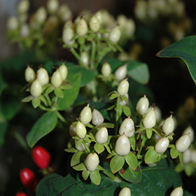 Plant Photo 7