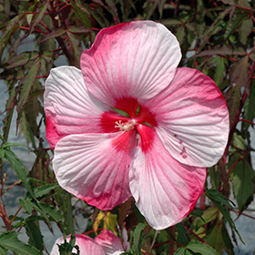 Plant Photo 5