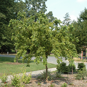 Plant Photo 3