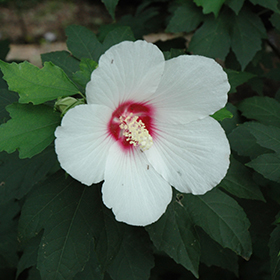 Plant Photo 2