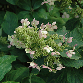 Plant Photo 2