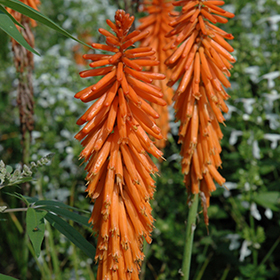 Plant Photo 10