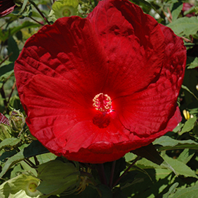 Plant Photo 8