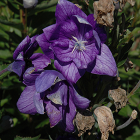 Plant Photo 7