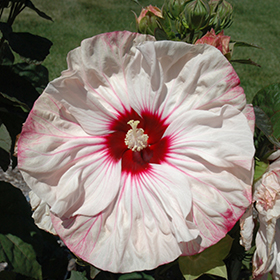 Plant Photo 5