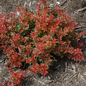 Plant Photo 8