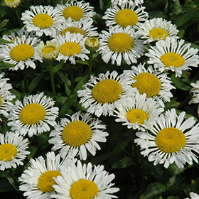 Plant Photo 4