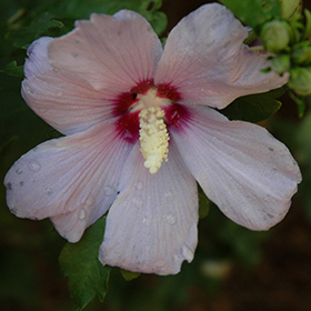 Plant Photo 7