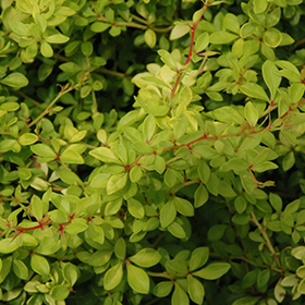 Plant Photo 9