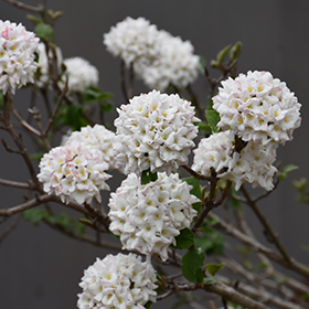 Plant Photo 2