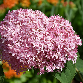 Plant Photo 10