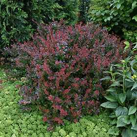 Plant Photo 5