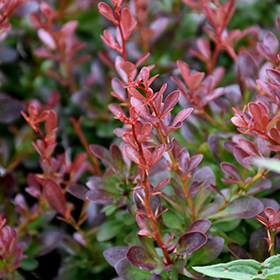 Plant Photo 1