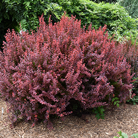 Plant Photo 7