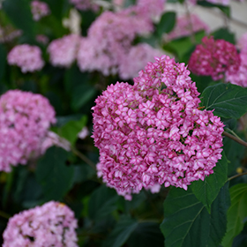 Plant Photo 5