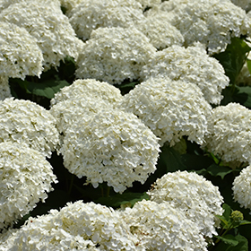 Plant Photo 2