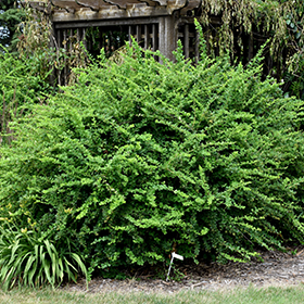 Plant Photo 9