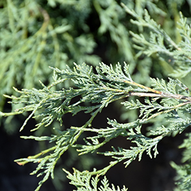 table top blue juniper