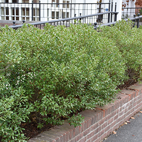 Ilex glabra deals