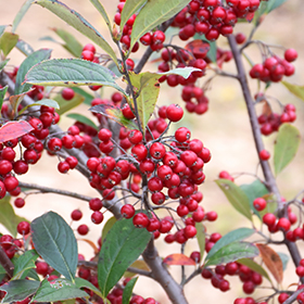Plant Photo 1