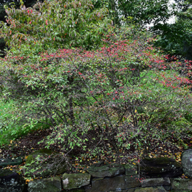 Plant Photo 10