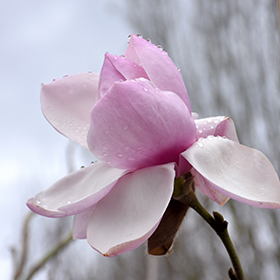 Plant Photo 10