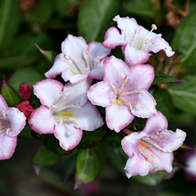 Plant Photo 8