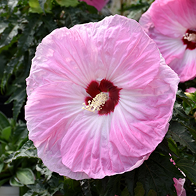 Plant Photo 4