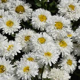 Plant Photo 5