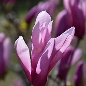 Plant Photo 6