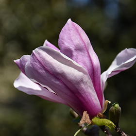 Plant Photo 7