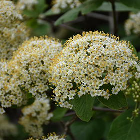 Plant Photo 5