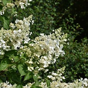 Plant Photo 5