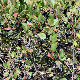 Plant Photo 2